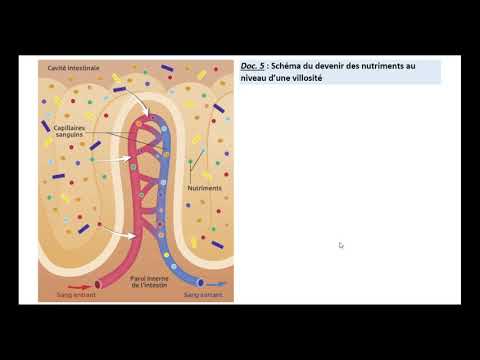 Vidéo: La Nature Modulaire De L'évolution Des Protéines: Taux De Réarrangement Des Domaines à Travers La Vie Eucaryote