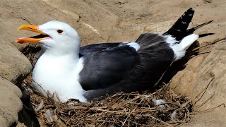 Western Gull Breeding Adult And Juvenile - Call, Flight, Nesting, Funny Moments