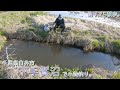 【小物釣り】桜満開 千葉県白井市 春の下手賀沼の水路で小物釣り。【淡水】