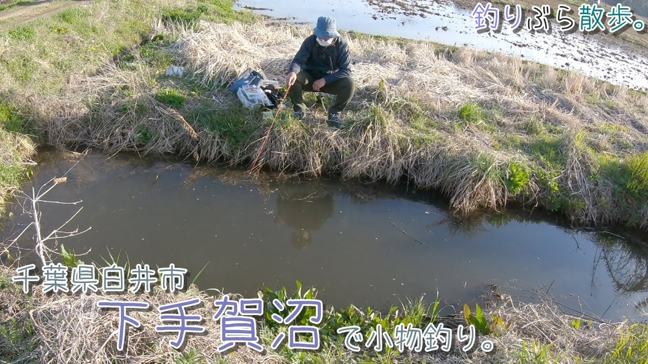 【小物釣り】桜満開 千葉県白井市 春の下手賀沼の水路で小物釣り。【淡水】
