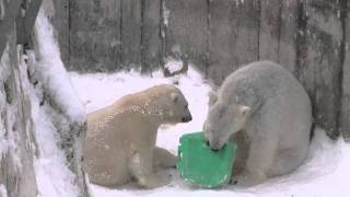 ララとアイラ 親子で遊ぶ午後~ Polar Bears are playing in the snow