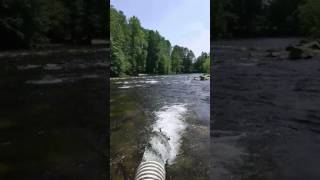 Coho Release, Seymour River 2017