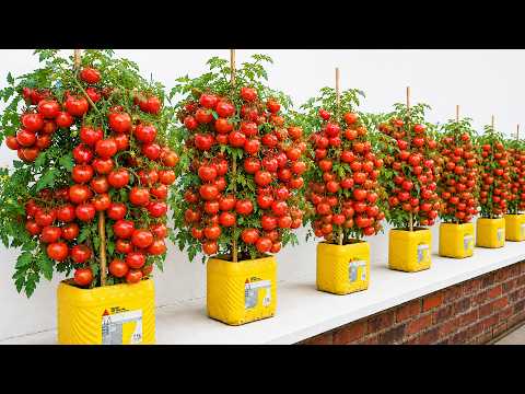 4 Fast Growing Rooftop Crops That Work Perfectly Together for a Big Summer Harvest