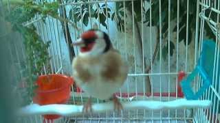 Karderina 2 Dfinch Agrinio Gr Hd