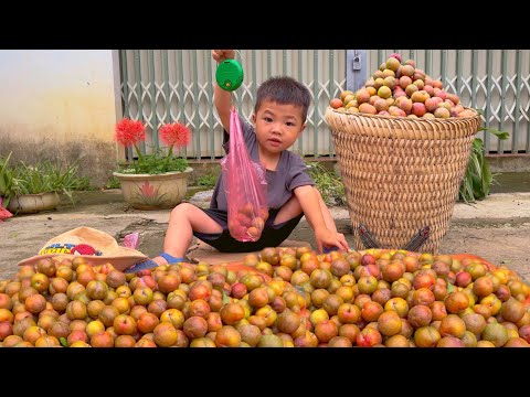 Life of a 17-Year-Old Single Mother - Harvesting plums and buying more ducks to raise - ly tu ca