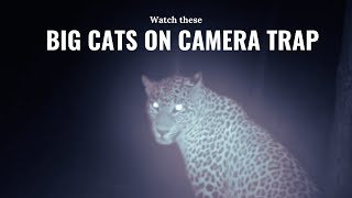 Leopard & Tiger Caught on Hidden Camera at Night | Rare Wildlife Footage| Big Cats on Camera Trap