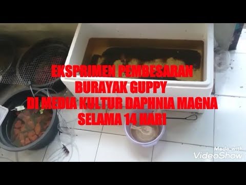 Video: Mengapa Daphnia bagus untuk eksperimen?