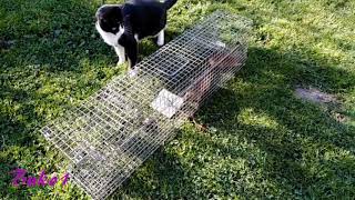 #cat and rats in trap 🐈 vs 🐀