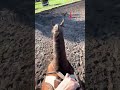 Some of our horse riding edits are just fun and silly #horseridingedit #horserunning #horseriding