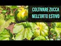 Zucca nell'Orto Estivo a pieno campo
