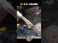 食い意地に本気な動物 #shorts