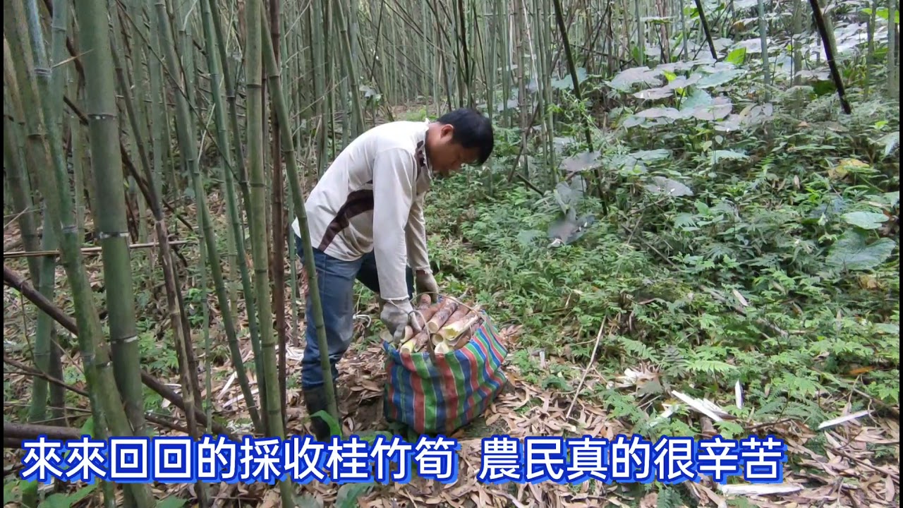 2021五寮外詩朗 桂竹筍採收趣 桂竹筍採收過程 Youtube