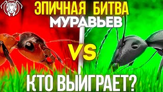 ЭПИЧНАЯ БИТВА МУРАВЬЁВ - КТО ВЫИГРАЕТ? \\ ТАПОК МИРА