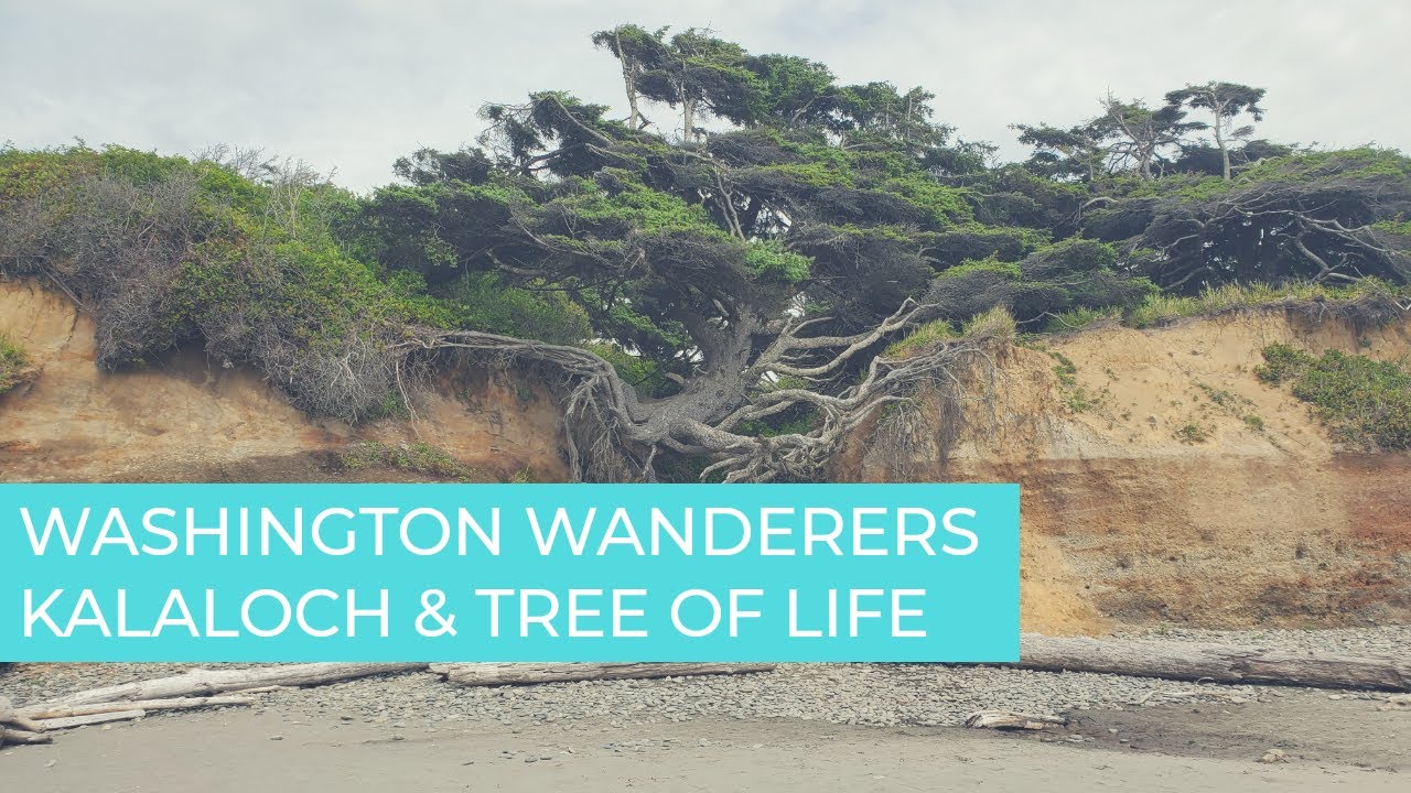 Washington Wanderers – Kalaloch Wanderings