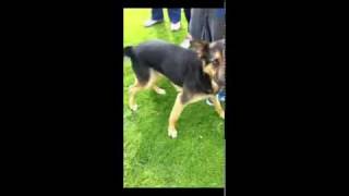 Doggy Day Out For the Dublin SPCA