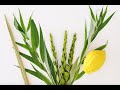 Gebete für Sukkot: Lulav