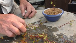 直挿しで作る！ソロの木の寄せ植え