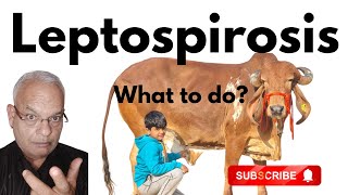 নীরব হুমকি: গবাদি পশুর মধ্যে লেপ্টোস্পাইরোসিস আবিষ্কৃত হয়েছে I GNP স্যার screenshot 3