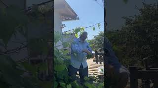 Fevzi Şeker Güne Düştüm Böyle Bağlar (Uzun Hava)