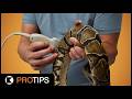 How to Ultrasound Ball Pythons | PRO TIPS!