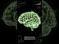 The real truth on Brain