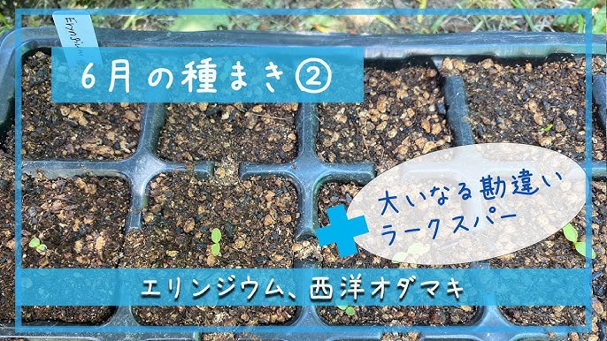 風鈴オダマキの育て方 日常管理 Youtube