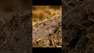 Rhino produce prodigious piles of dung which they deposit in latrines to mark their territories