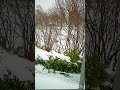 when the #weather #surprise you with #april #snow #norway