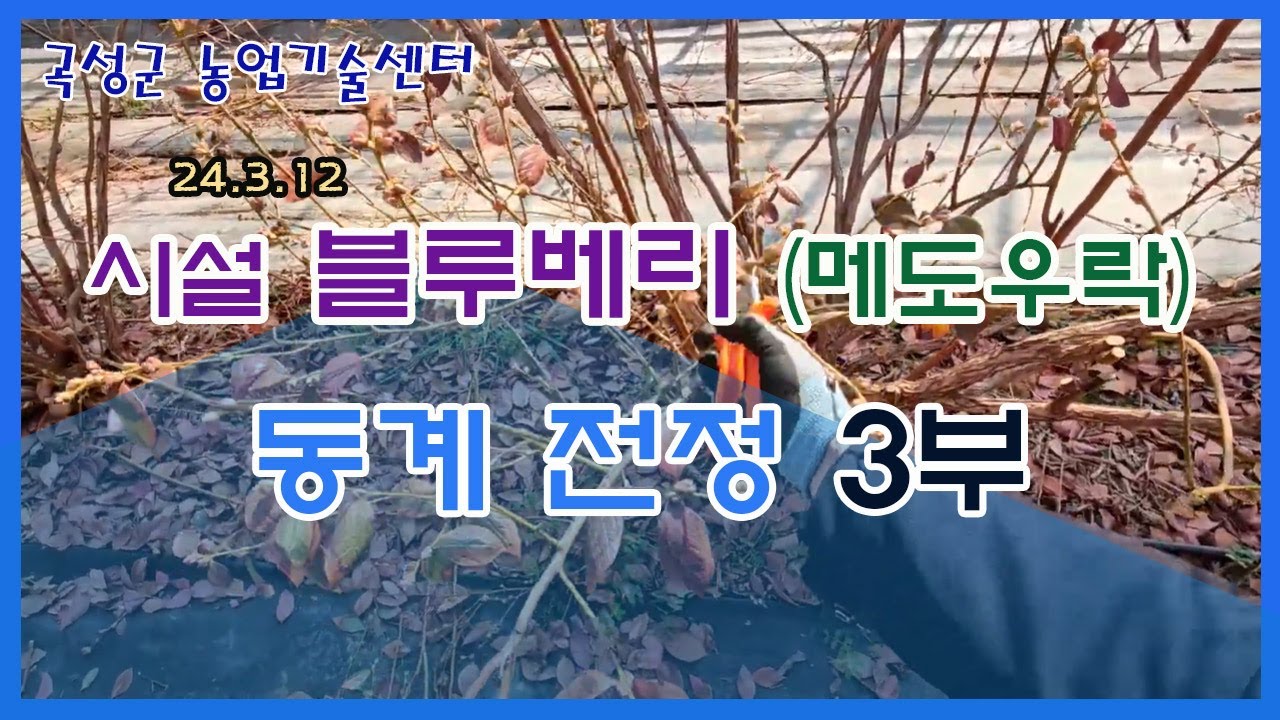 시설 블루베리(메도우락) 동계전정 3부(24.03.12)