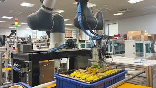 Robotic Case Packer Cobots Packaging Automation Onexia Inc.
