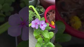Beautiful Sadabahar Blooming 🌸💜 | Balcony Garden Flower Beauty