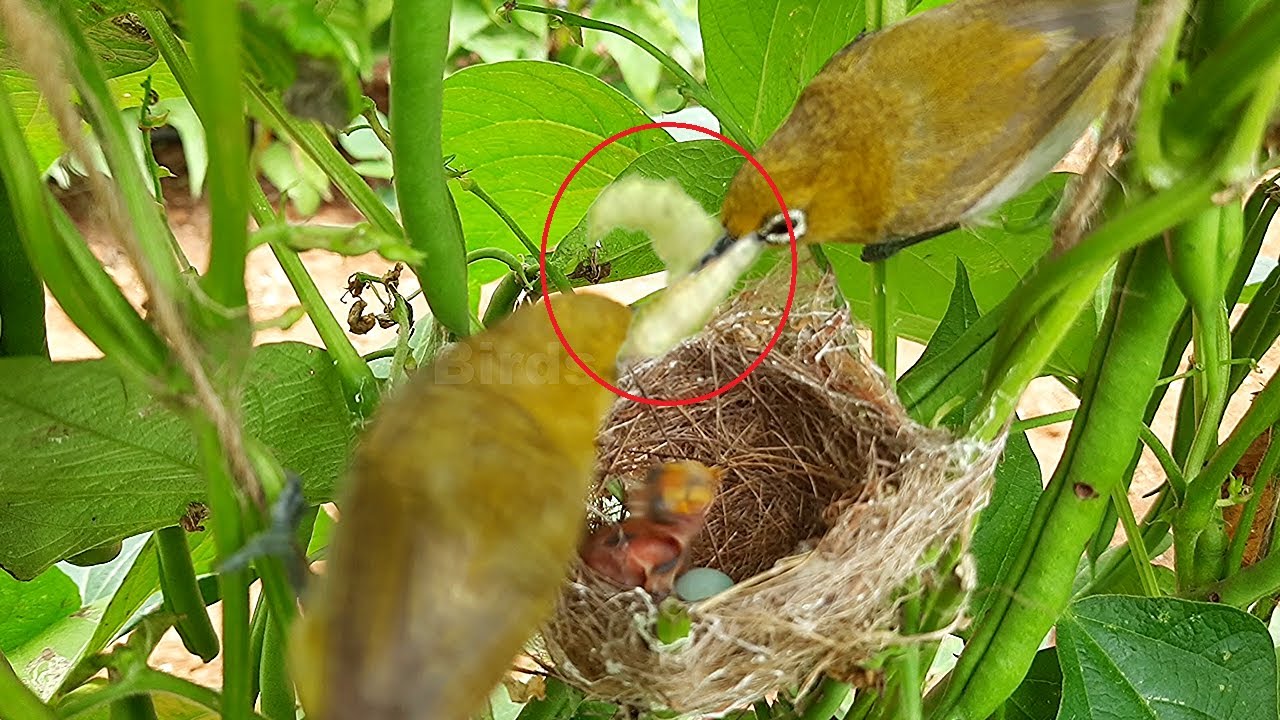 Epi 2 | Mom Grabs Worm from DAD to feed baby Eye | White eye feeding ...
