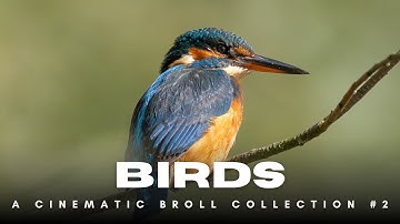 Birds of the UK A Relaxing Cinematic B Roll Collection Episodes 2 - Sony A1ii