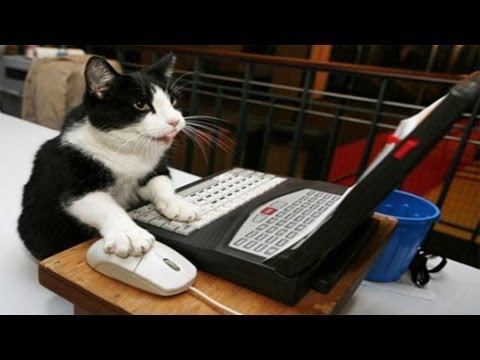 Cat Plays CS:GO (Counter Strike: Global-Offensive) - YouTube