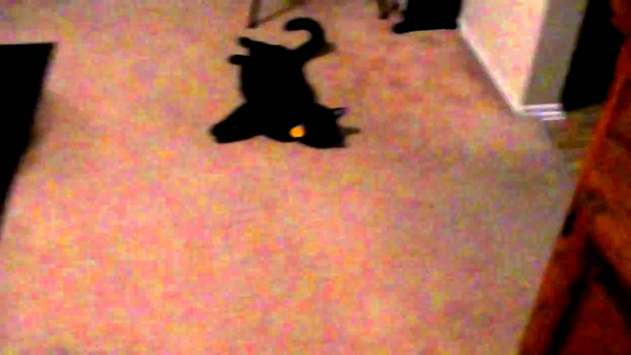 Cat drags himself across carpet before coming when called! YouTube
