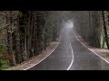 Fall Asleep Instantly with Heavy Rain On The Forest Road. Relaxing Rain Sounds for Sleep 10 hours.