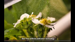 No Bees, No Problem: Bee-Free Pollination in a Strawberry Vertical Farm