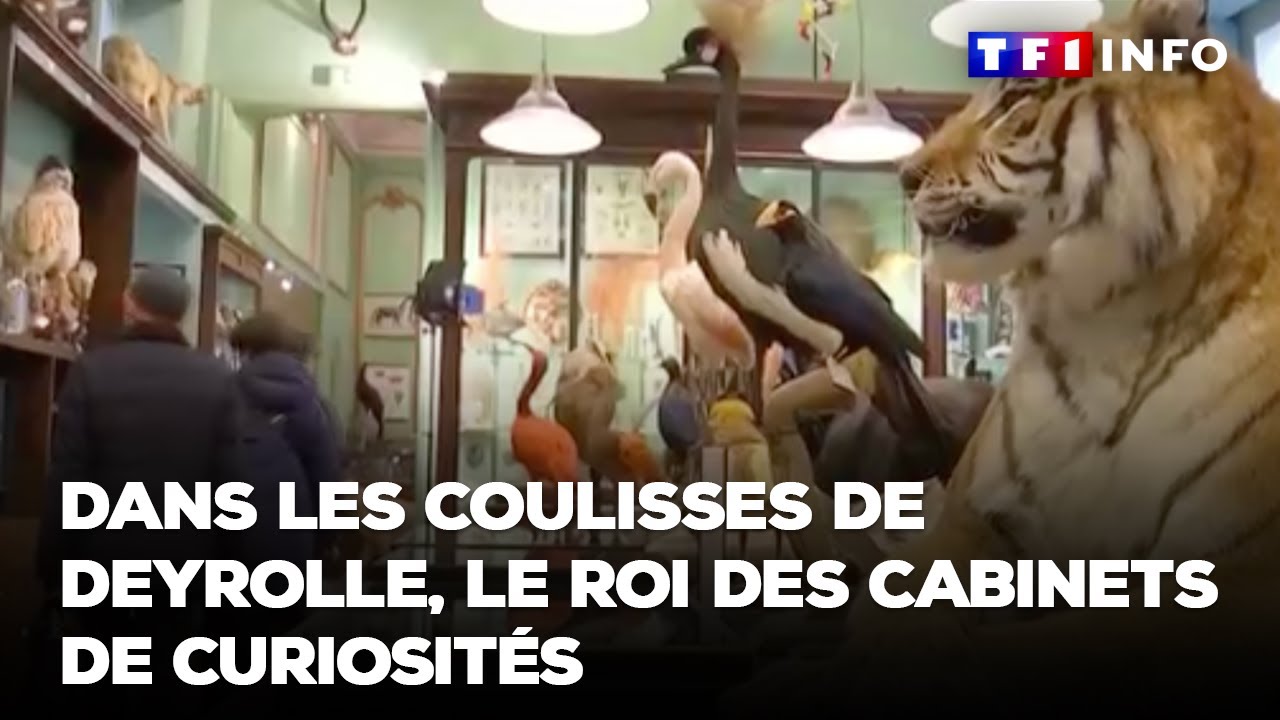 Dans les coulisses de Deyrolle, le roi des cabinets de curiosités