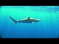 Sharks (3D) - Trailer