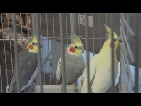 A Guide To Choosing Cockatiels