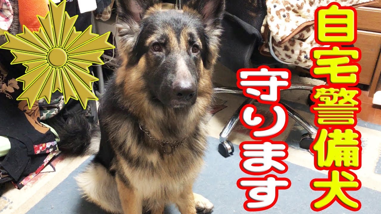 自宅警備犬 ジャーマンシェパード犬マック君german Shepherd Youtube