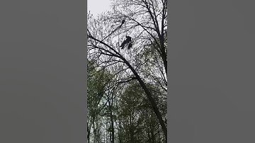 Using Crane for Limb Removal