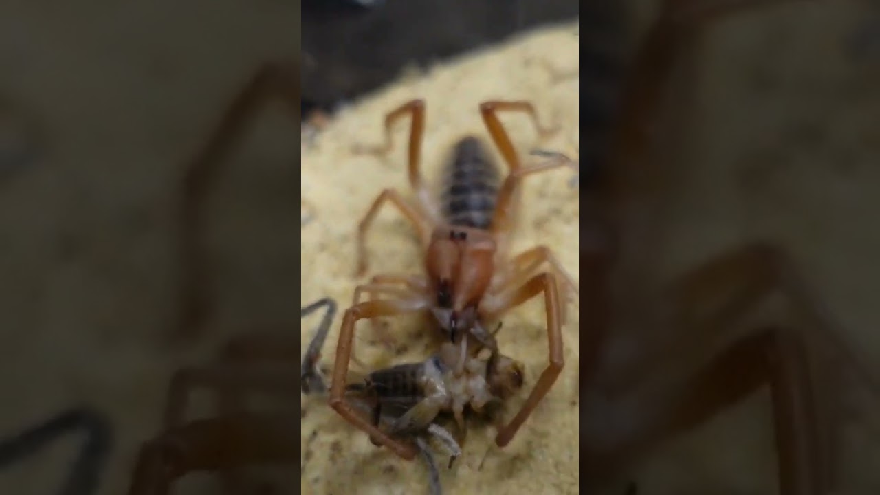 camel spider eating a cricket 