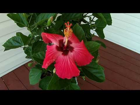 Hibiscus Blooming Time