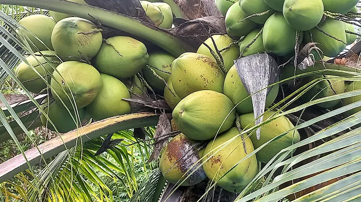 Coconut tree 🌴Amazing New Agriculture Technology / Amazing factory coconut