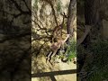 Juvenile Gerenuk at the Winnick Family Children's Zoo - L.A. Zoo