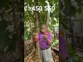 puroning SAW rs 450 550 9787672239 melur madurai d TN🇮🇳