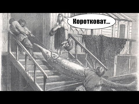 100 лет путеводителей по Астрахани. Часть 1 (1864-1917гг.). Рассказывает В.Ю. Немчинов.
