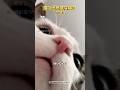 猫の不思議な能力 TOP 5