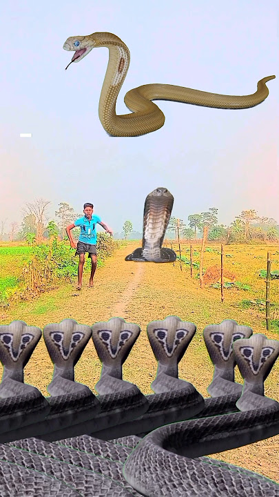 are baba snake Hara Hara Shambhu snake video